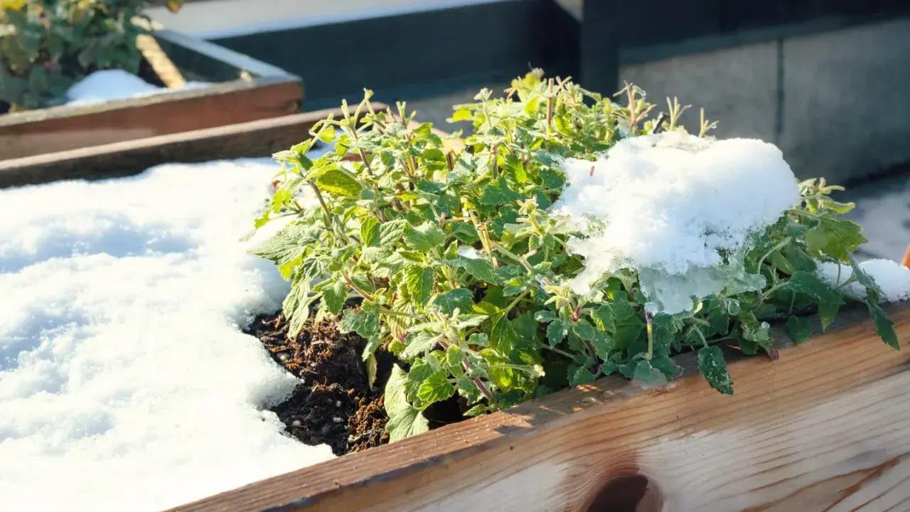 A green mint plant in a wooden planter is covered in snow, raising the question: can mint survive winter?