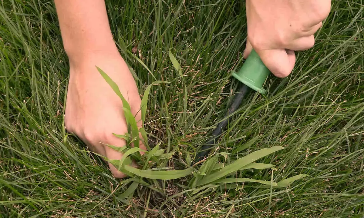 Hands pull a weed from a lawn, showing how to get rid of crabgrass by hand.