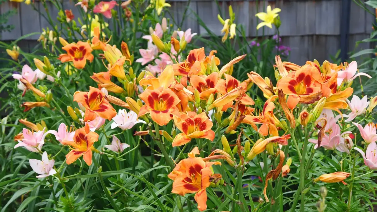 Vibrant orange and pink daylilies bloom. The best time to divide daylilies is after flowering, typically in late summer or early fall.