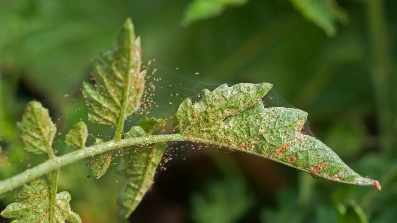Liście pomidora pokryte pajęczyną i drobnymi, pomarańczowymi roztoczami. Widać ślady żerowania, co sugeruje potrzebę zastosowania naturalny oprysk na przędziorka.
