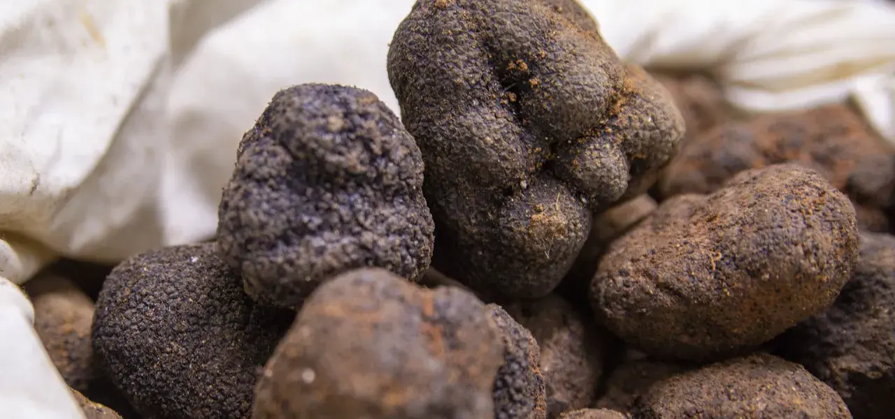 Unas trufas negras recién recolectadas, un tesoro subterráneo que define qué es trufa en España.