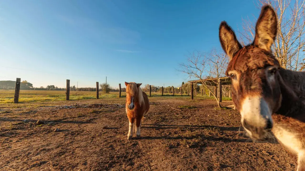 Un asino curioso si avvicina alla telecamera in un parco con animali in Toscana, mentre un pony osserva in lontananza.