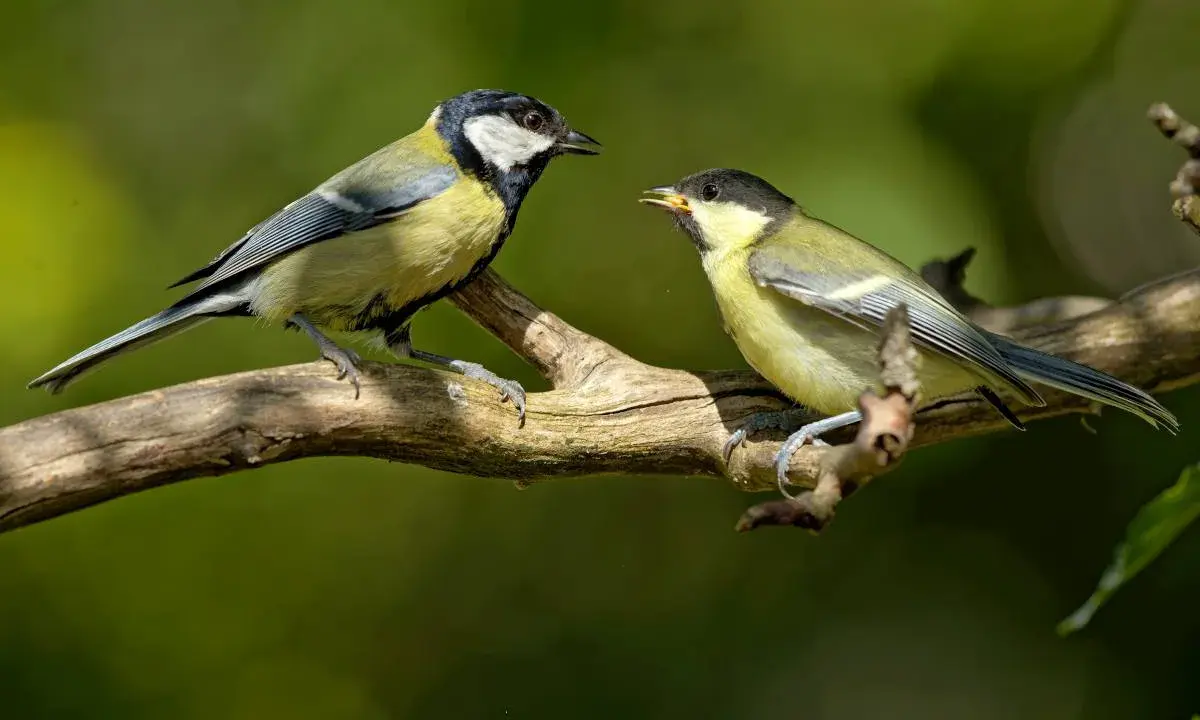 Deux oiseaux des jardins, mésanges charbonnières, se font face sur une branche.