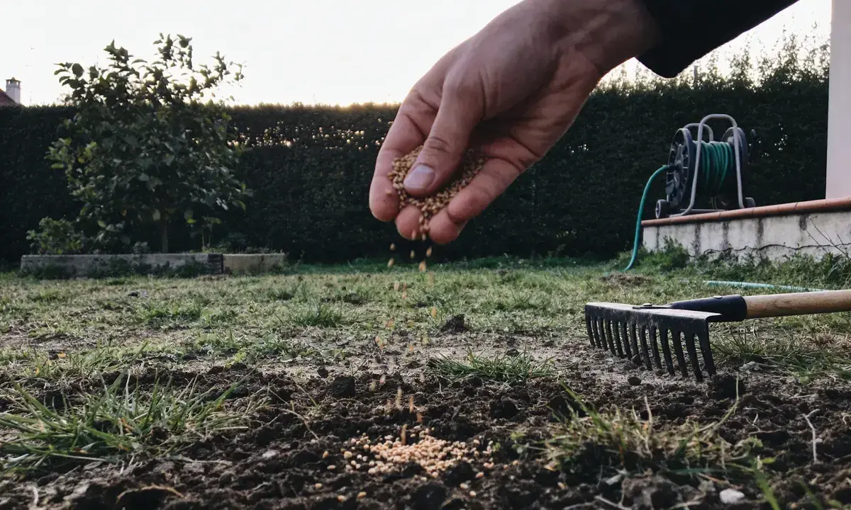 Main qui sème des graines pour semer pelouse sans retourner terre. Un râteau est prêt à l'emploi.