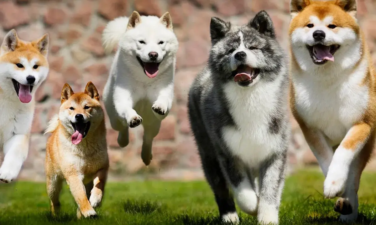 Cinq chiens de race japonaise, Akita Inu, courent joyeusement sur l'herbe.