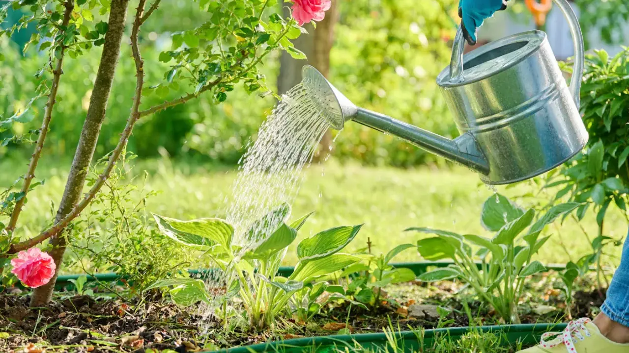Arrosage du potager au petit matin. Une main gantée verse l'eau d'un arrosoir sur des plantes vertes et une rose.