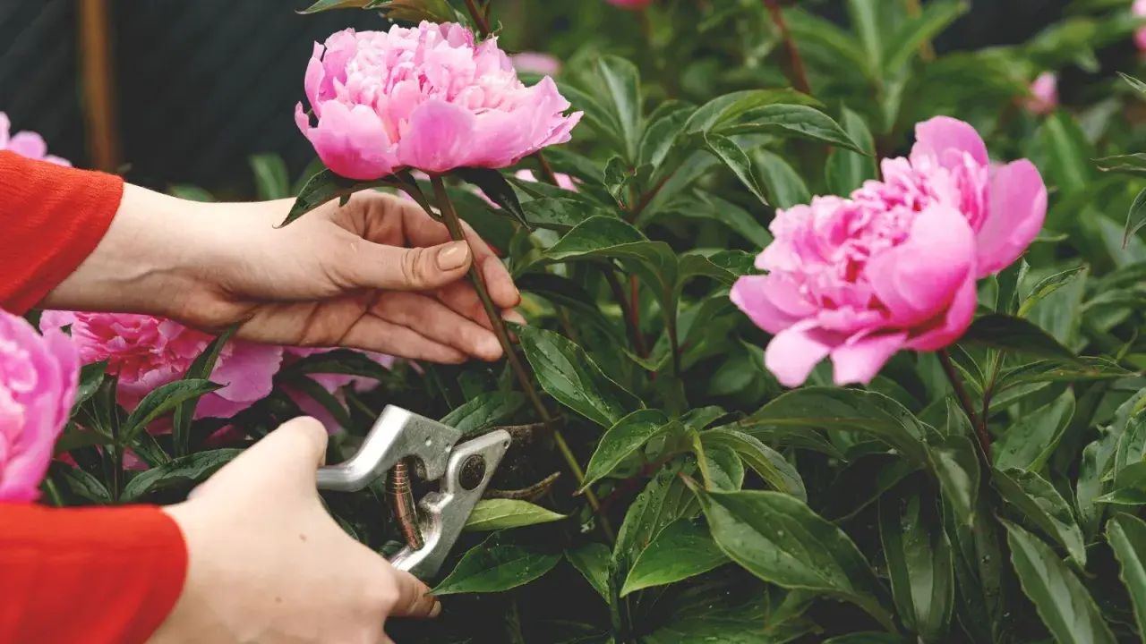 Hands prune pink peonies. This image shows when to cut back peonies for optimal bloom.