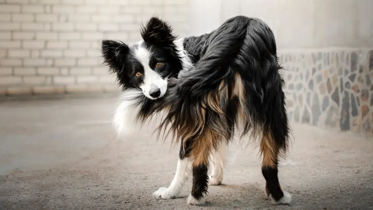 Czarno-biały pies rasy border collie, z brązowymi oczami, zabawnie gryzie swój puszysty ogon.