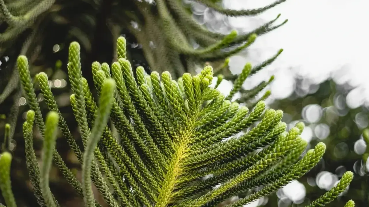Zielona, gęsta araukaria w doniczce, z bliska widać jej igiełkowate liście.