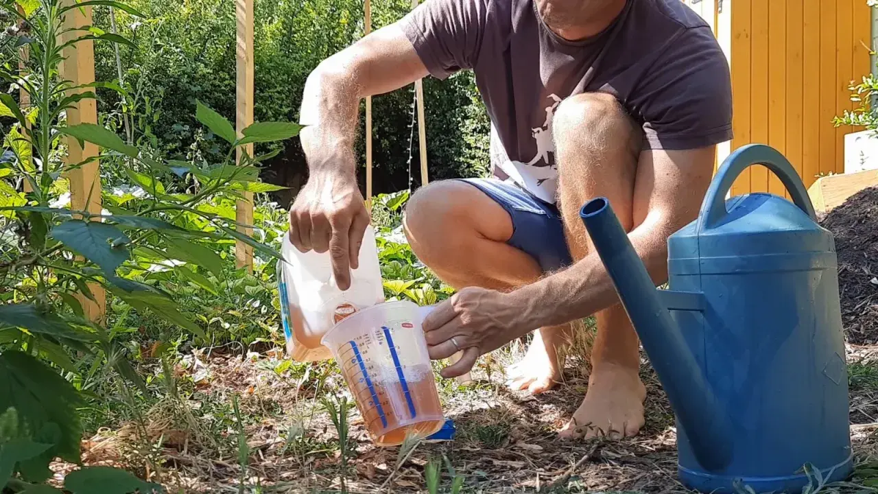 Un homme verse un liquide ambré d'une bouteille dans un pichet gradué, prêt à arroser son jardin.