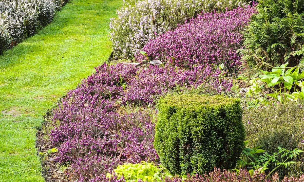 Un jardin luxuriant avec des bruyères violettes et blanches, une pelouse verte et un buis taillé. Une belle plante pour bordure sans entretien.