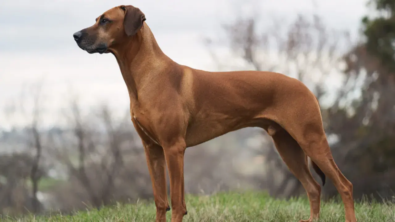 A Rhodesian Ridgeback dog stands alert on a grassy hill, looking to the left.