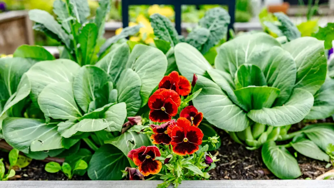 A vibrant garden bed bursts with lush green bok choy and kale, punctuated by cheerful red and yellow pansies, a beautiful display of spring perennials.