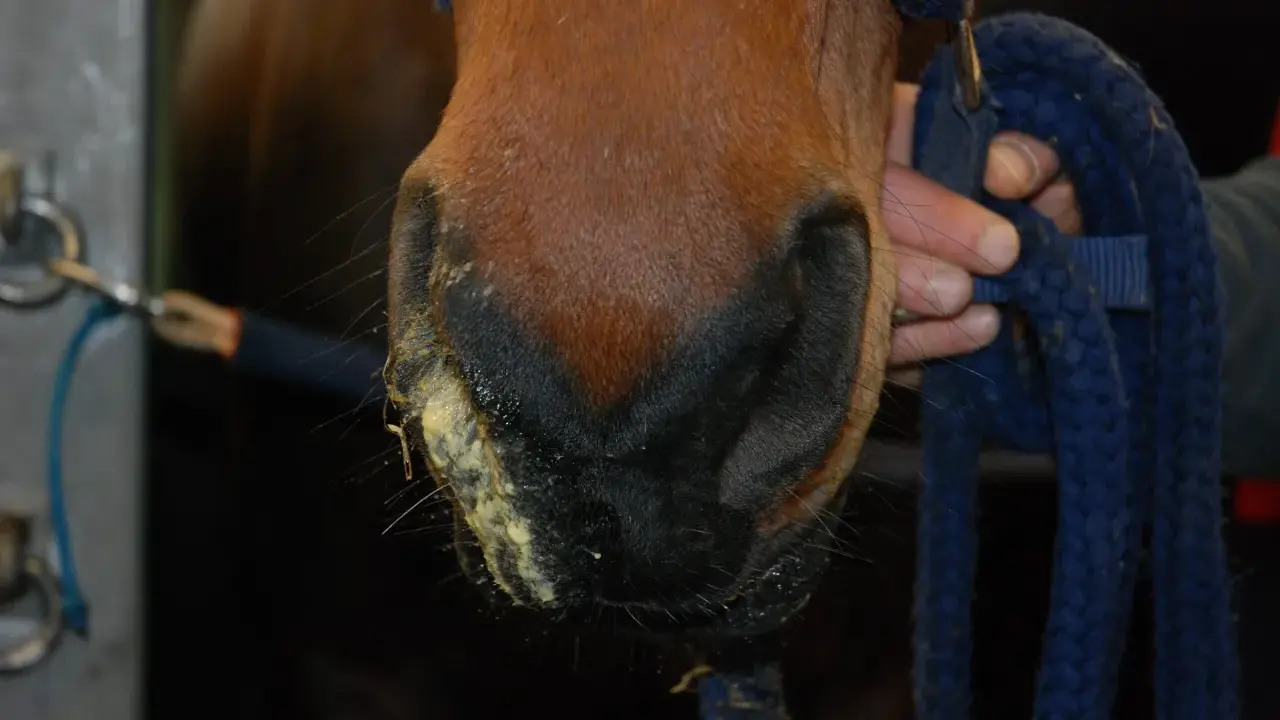 Pferd mit gelblichem Nasenausfluss, ein mögliches Symptom von Druse. Ein Halfter wird gehalten.