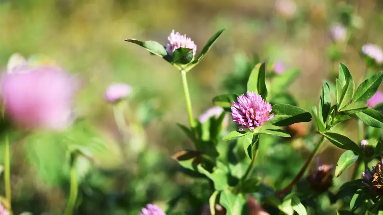 Fleurs de trèfle rouge éclatantes dans un champ verdoyant, baignées de soleil.