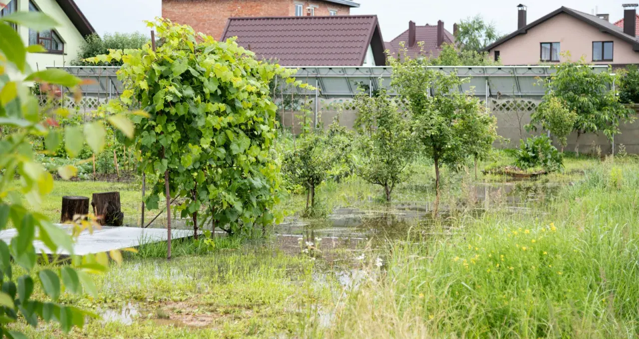 Podmokły ogród z młodymi drzewkami i winoroślą. Widać fragmenty domów w tle. Przyłącze wody do działki bez domu.
