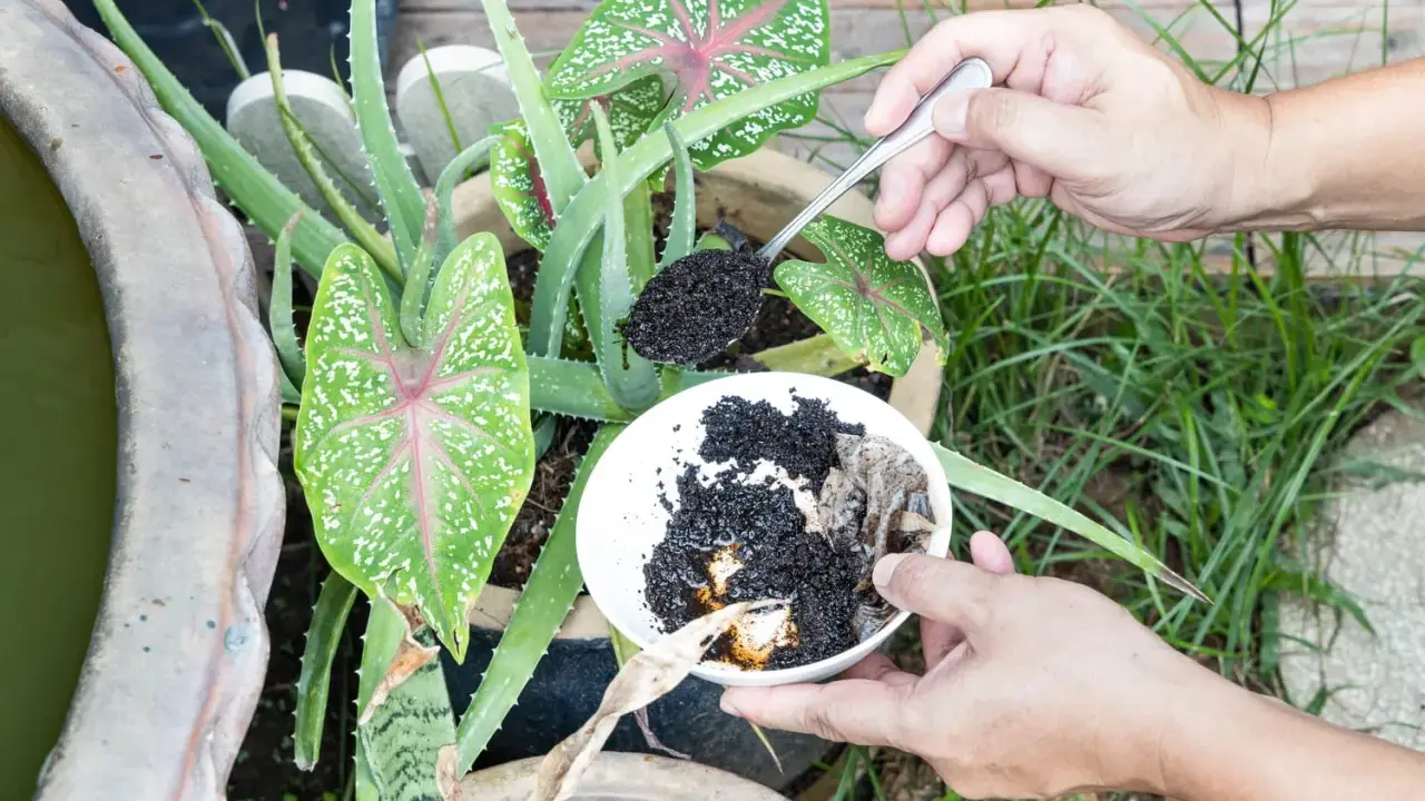 Utilisation du marc de café pour fertiliser des plantes d'intérieur, comme l'aloe vera et le caladium.