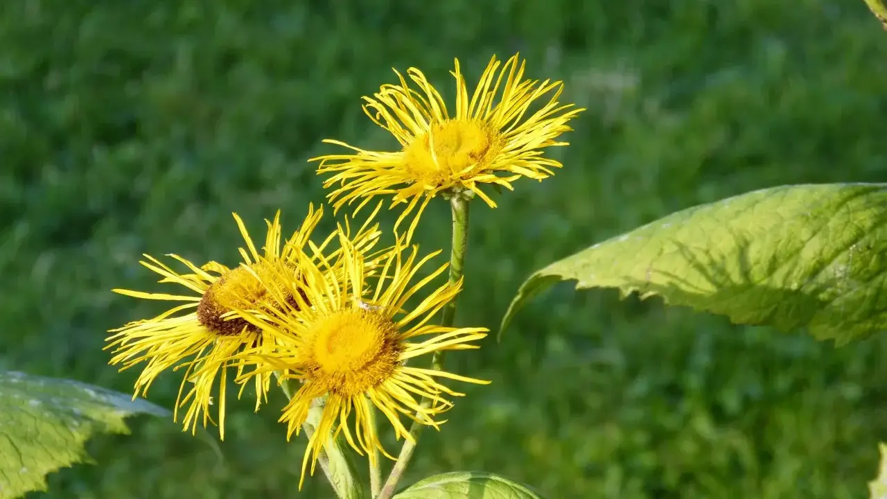 Gelbe Blüten des Alants, bekannt für ihre positive Alantwurzel Wirkung Lunge, blühen im satten Grün.