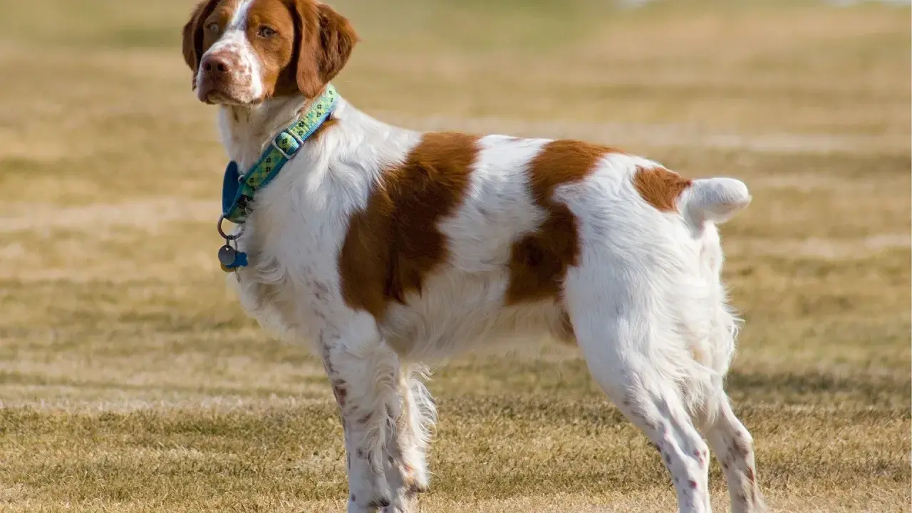 Épagneul Breton blanc et marron, un chien plein de vie, dont l'espérance de vie est longue.