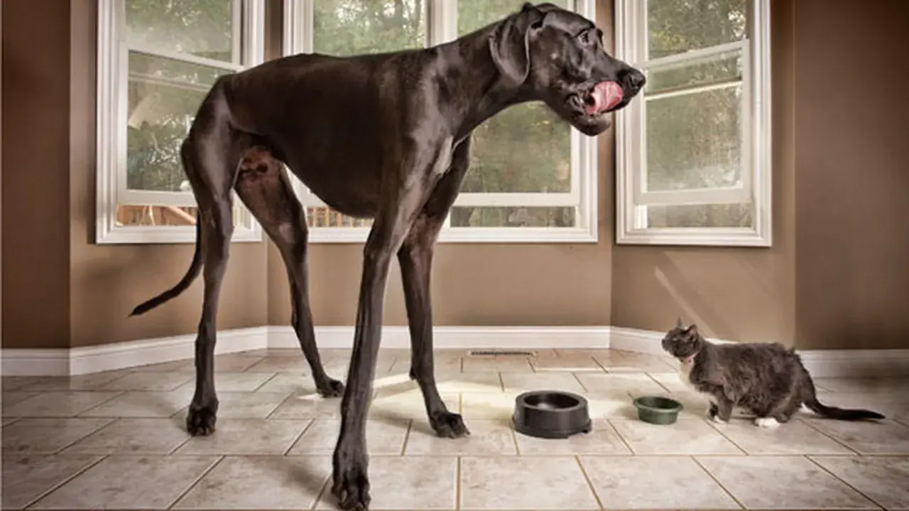 Un Dogue Allemand noir géant, peut-être le chien le plus grand du monde, lèche sa gueule à côté d'un chat gris.