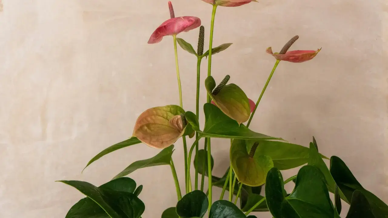 En vacker anthurium, även känd som rosenkalla, med sina karakteristiska blad och blommor. Observera att rosenkalla giftig.