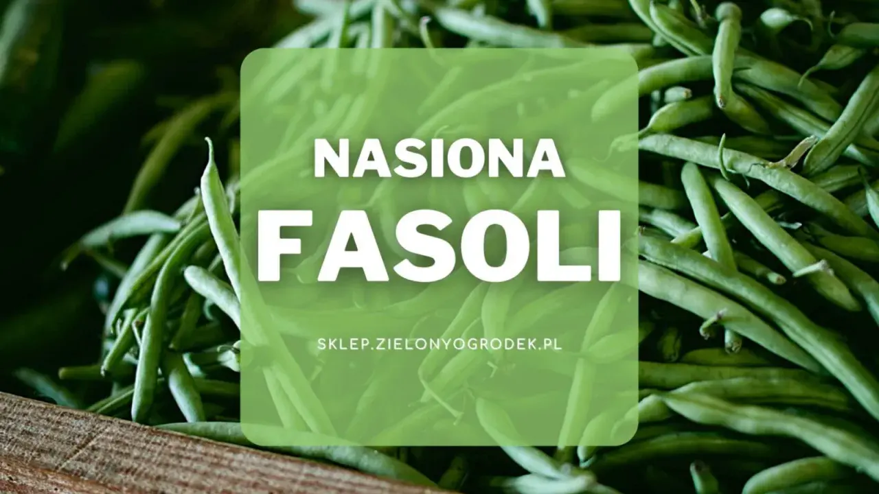 Duża ilość zielonych strąków fasoli, idealnych do wysiewu. Nasiona fasoli z pewnością obrodzą w Twoim ogrodzie.