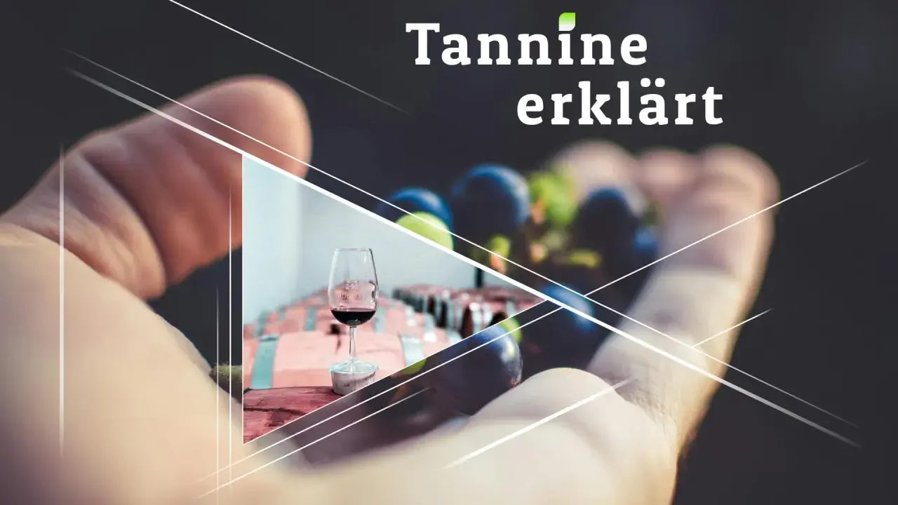 Ein Glas Rotwein und Trauben in einer Hand, daneben Fässer. "Tannine erklärt" – die Essenz des Weins.