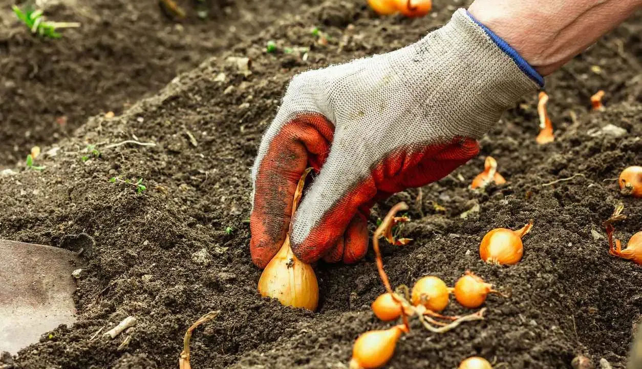 Main d'un jardinier plantant des bulbilles d'oignons dans la terre. Idéal pour savoir que planter après les oignons.
