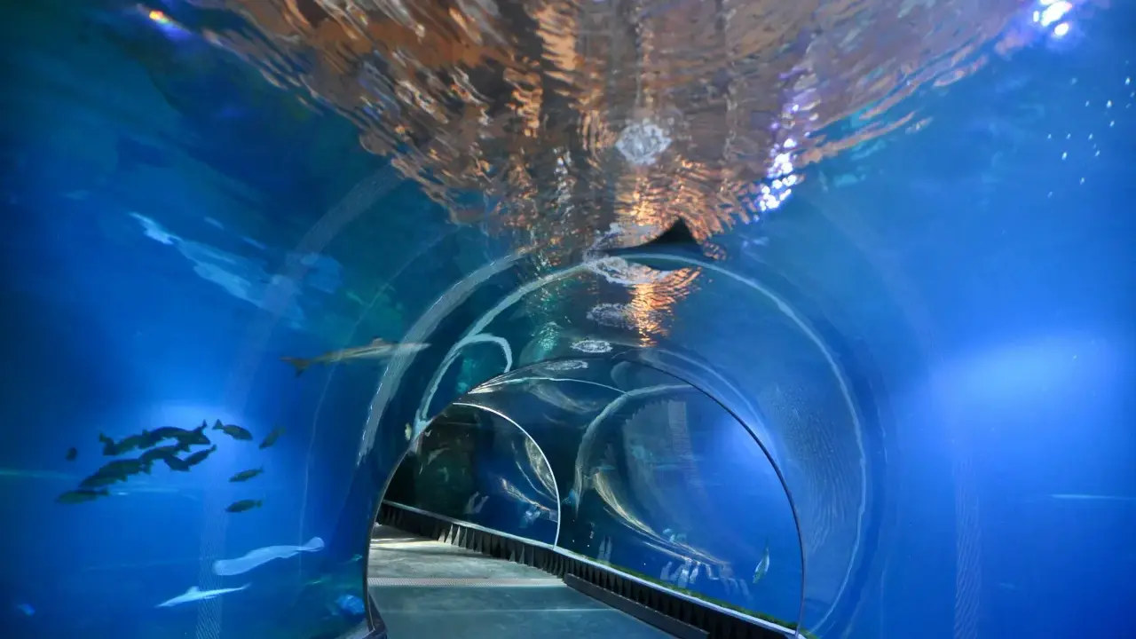 Podwodny tunel w akwarium, gdzie pływają ryby i rekiny. Niezwykłe wrocławskie atrakcje dla dorosłych, które przenoszą w morskie głębiny.
