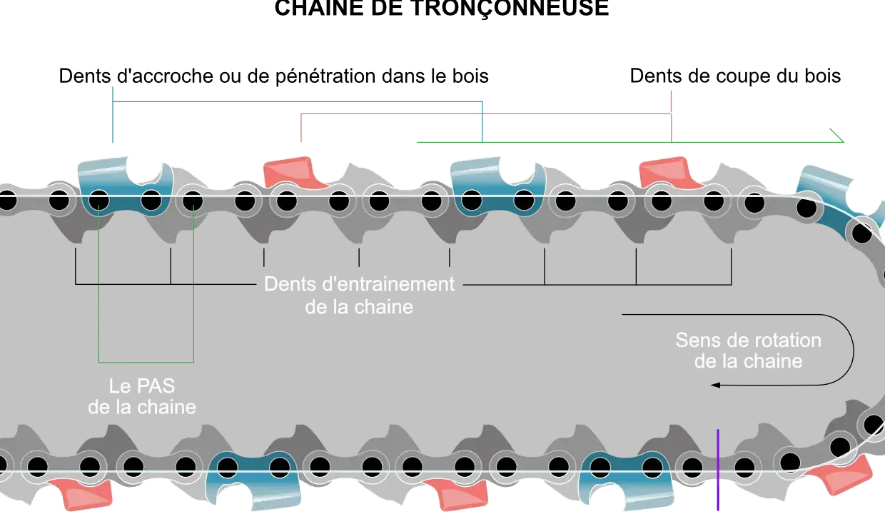 Détail d'une chaîne de tronçonneuse montrant le pas et le sens de rotation. Les dents d'entraînement bleues et rouges sont visibles.