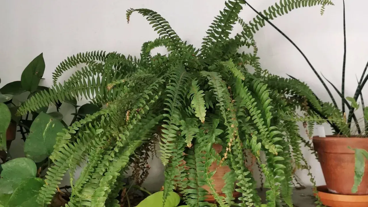 Une luxuriante fougère de Boston, avec ses longues frondes vertes retombantes, apporte une touche de nature à l'intérieur.