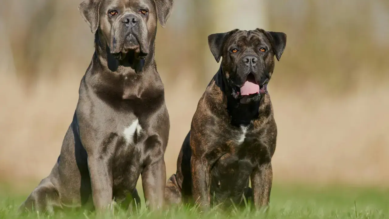 Deux chiens de garde au regard intense, l'un gris, l'autre bringé, assis dans l'herbe.