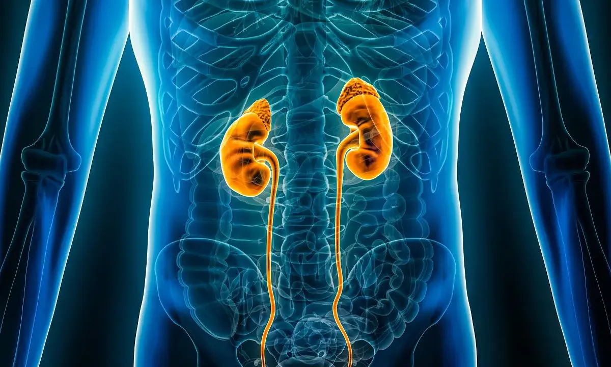 Anatomia nerek i dróg moczowych, ilustracja medyczna. Pokazuje narządy, które mogą wymagać dializy.