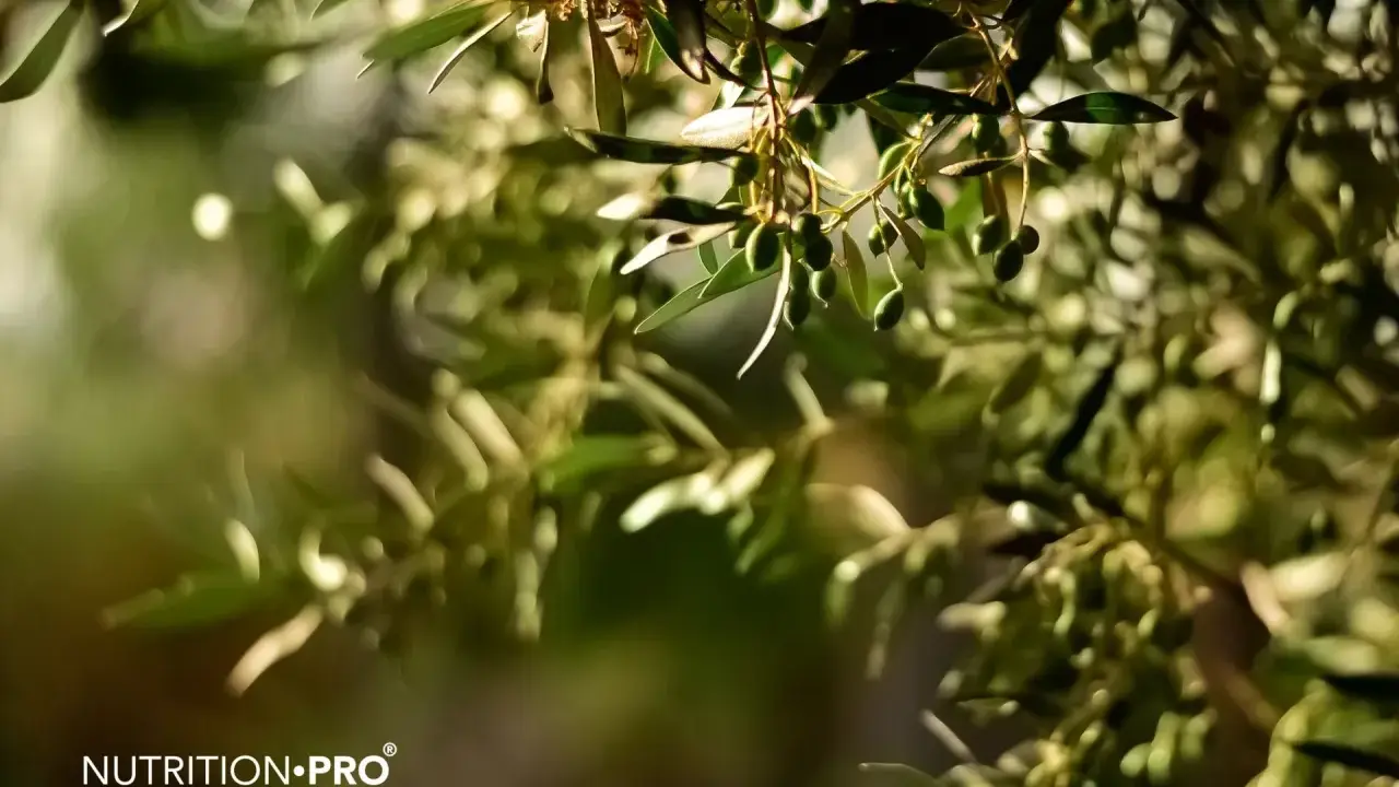 Des olives vertes sur une branche d'olivier, symbole de l'olivier bienfait et de la nature.