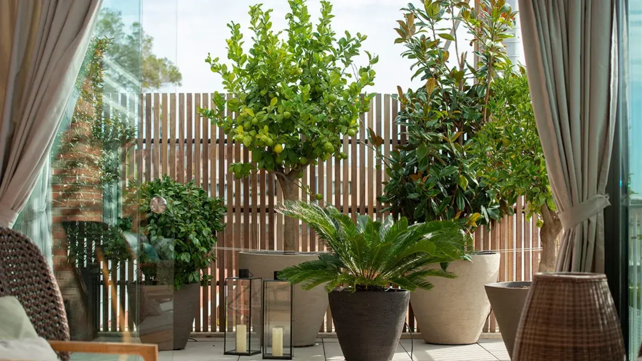 Un limonero, magnolios y palmeras crean un oasis verde. Estas plantas para terrazas transforman el espacio exterior en un refugio natural.