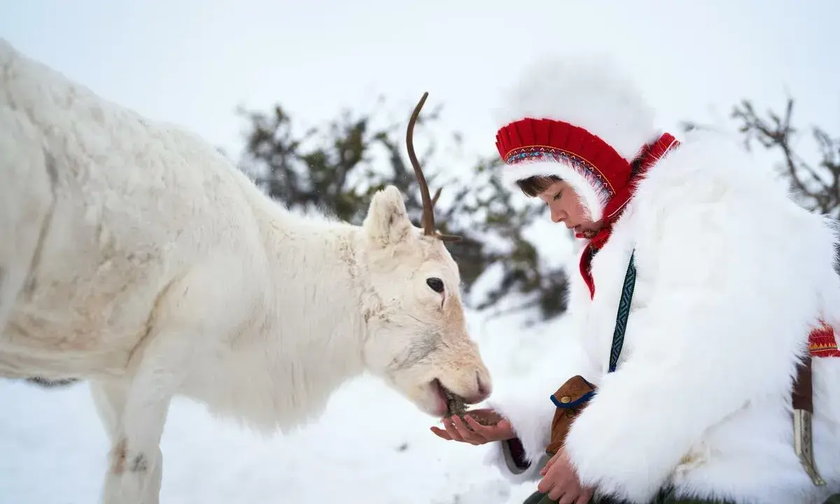 En ung person i samedräkt matar en ren i snön. En vacker scen från ett film om samer.