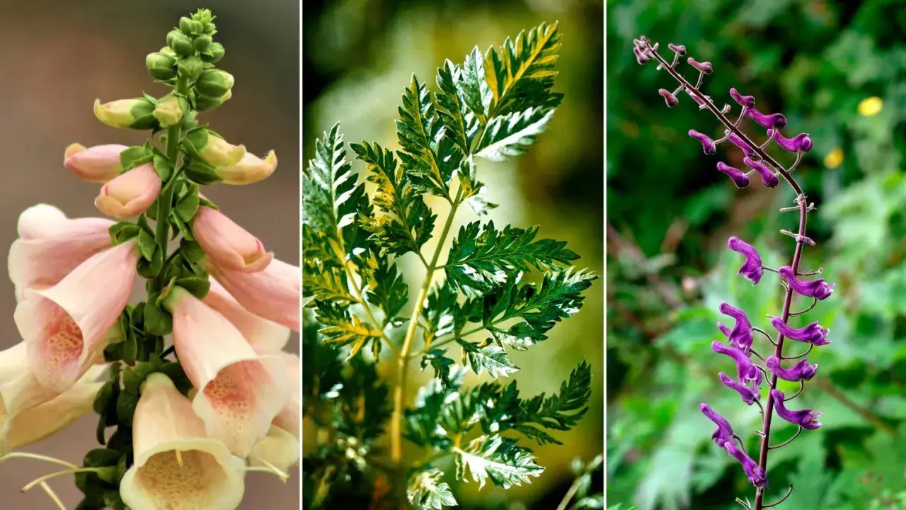 Tre vackra men giftiga växter: fingerborgsblomma, hundkäx och stormhatt. En vacker men giftig buske.