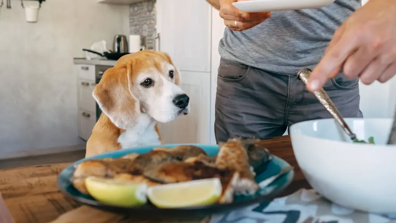 Un beagle attend patiemment, espérant une part de la ration ménagère chien. Un homme sert un repas.