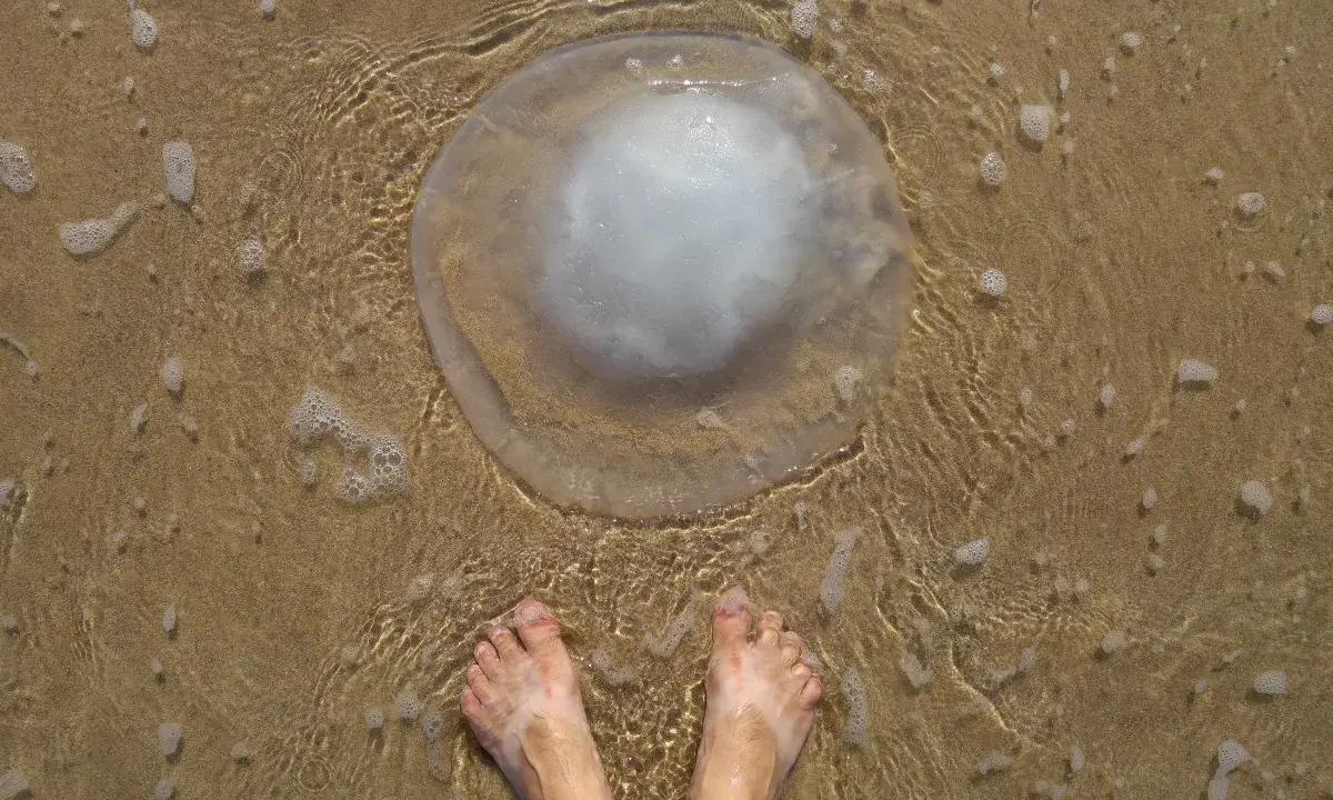 Piedi nudi sulla sabbia bagnata, vicini a una grande medusa trasparente. Un monito sul perché le meduse pungono, per difendersi.