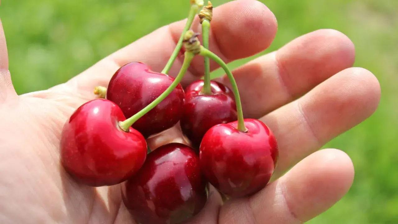 Fünf saftige Sauerkirschen liegen in einer Hand. Die Erntezeit ist da, und diese Früchte sind bereit, genossen zu werden.