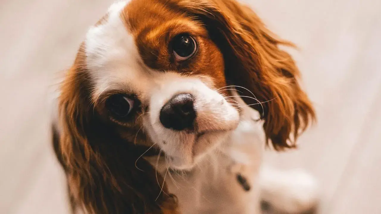 Uroczy Cavalier King Charles Spaniel, który ma 3 lata psie na ludzkie, patrzy z zaciekawieniem.