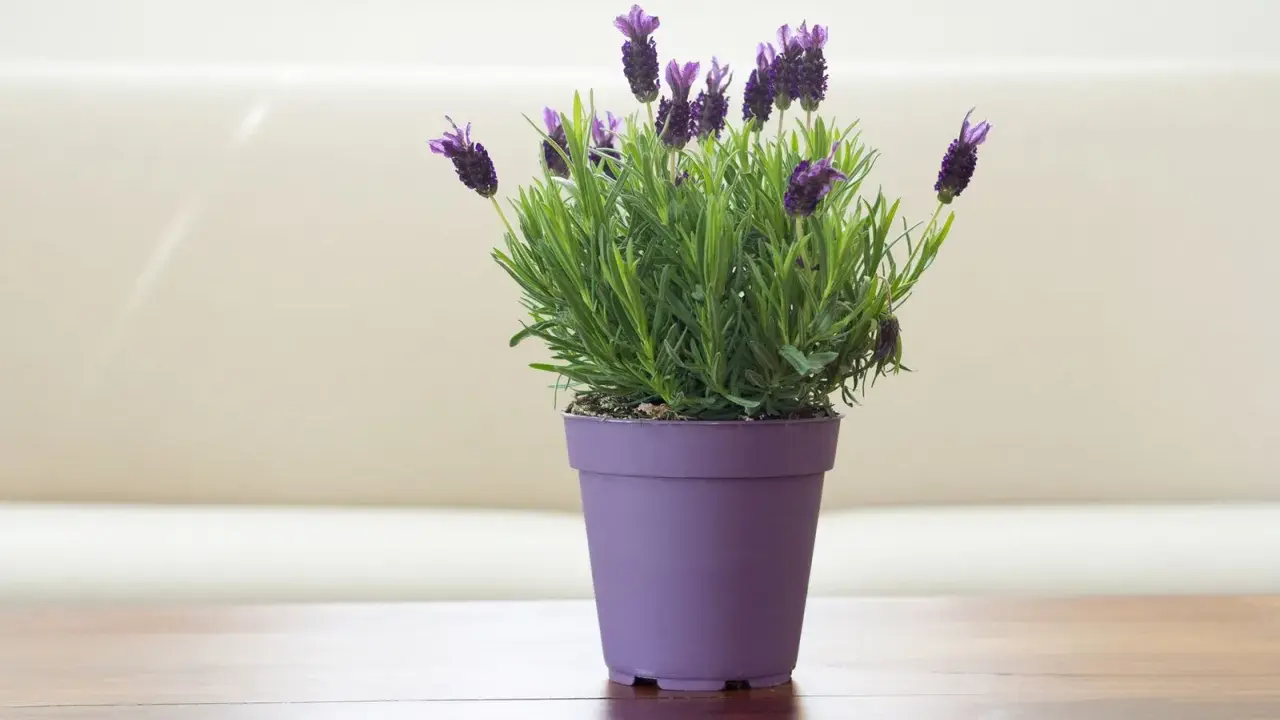 Planta de lavanda en maceta morada, ideal para interiores. Sus cuidados son sencillos: sol y buen drenaje.