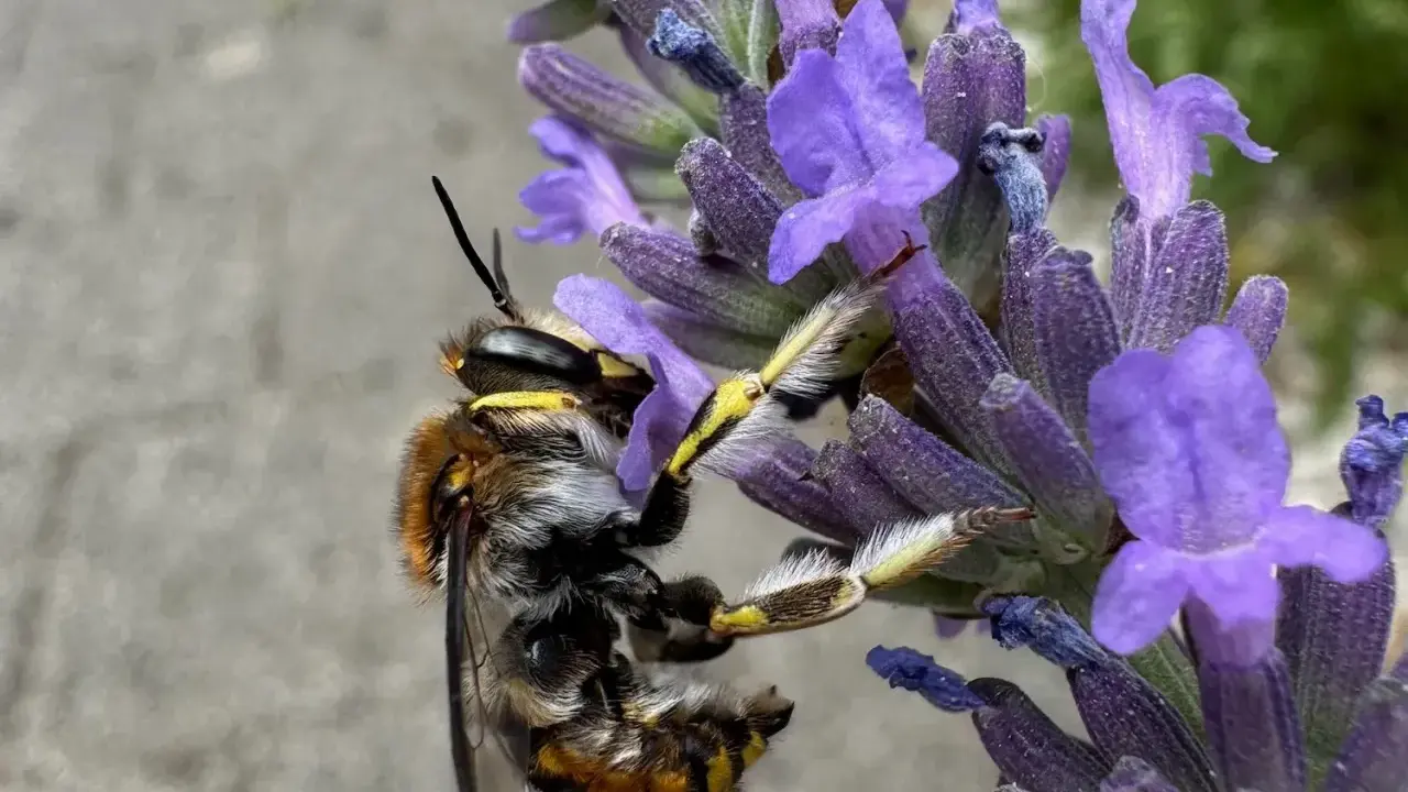 Eine Biene sammelt Nektar am Lavendel. Das Lavendel schneiden ist noch nicht dran, die Natur ist fleißig.