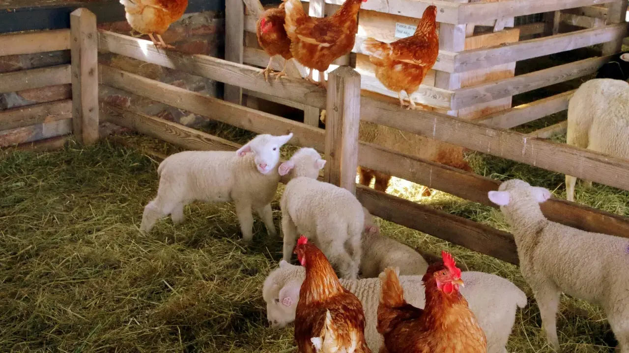 Galline e agnelli in un recinto di legno in una fattoria nelle Marche. La scena è piena di fieno e animali che interagiscono pacificamente.