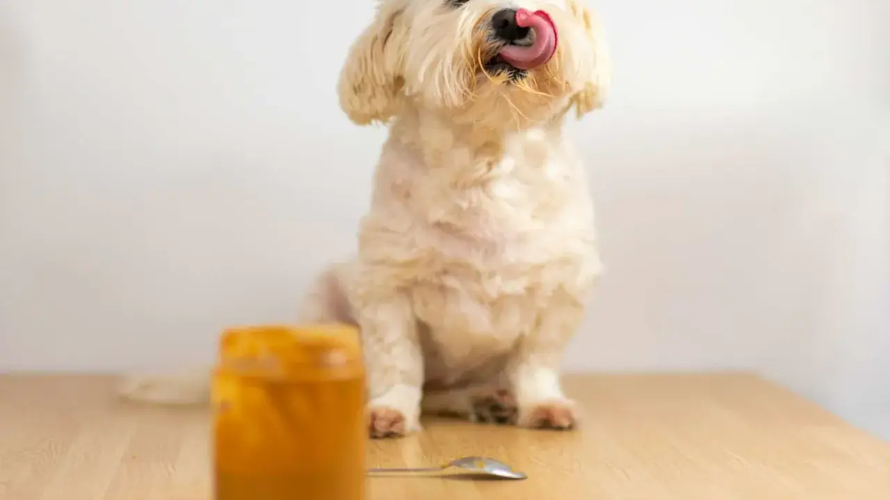 Un adorable chien blanc lèche sa langue, savourant une délicieuse cacahuète. Un pot de beurre de cacahuète est visible.