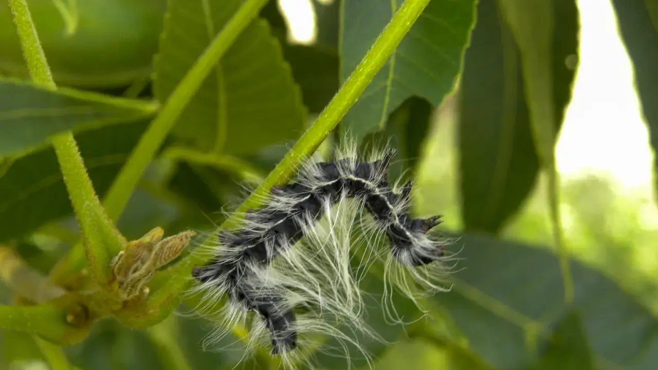 A fuzzy walnut caterpillar with black and white stripes crawls on a green stem, surrounded by lush foliage.