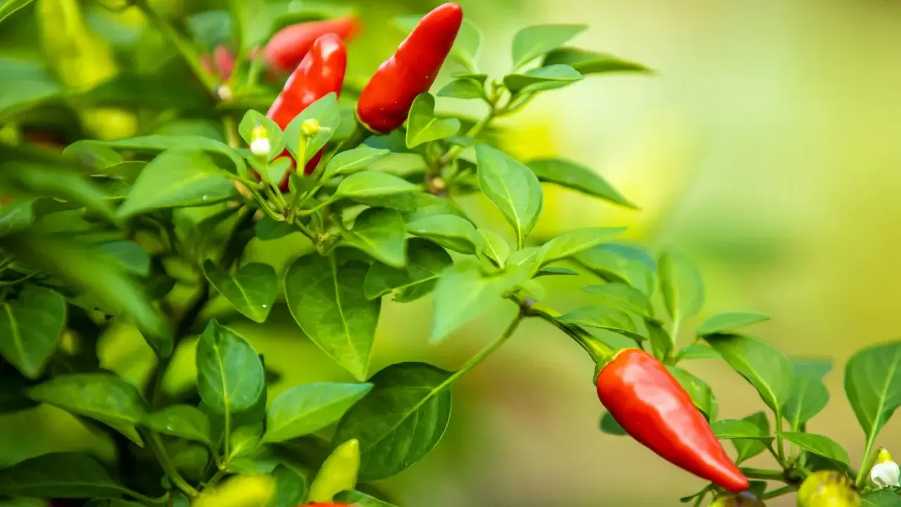 Pied de piment rougeoyant, prêt à être récolté. La nature nous offre un aperçu de la durée de vie d'un pied de piment, de la fleur au fruit.