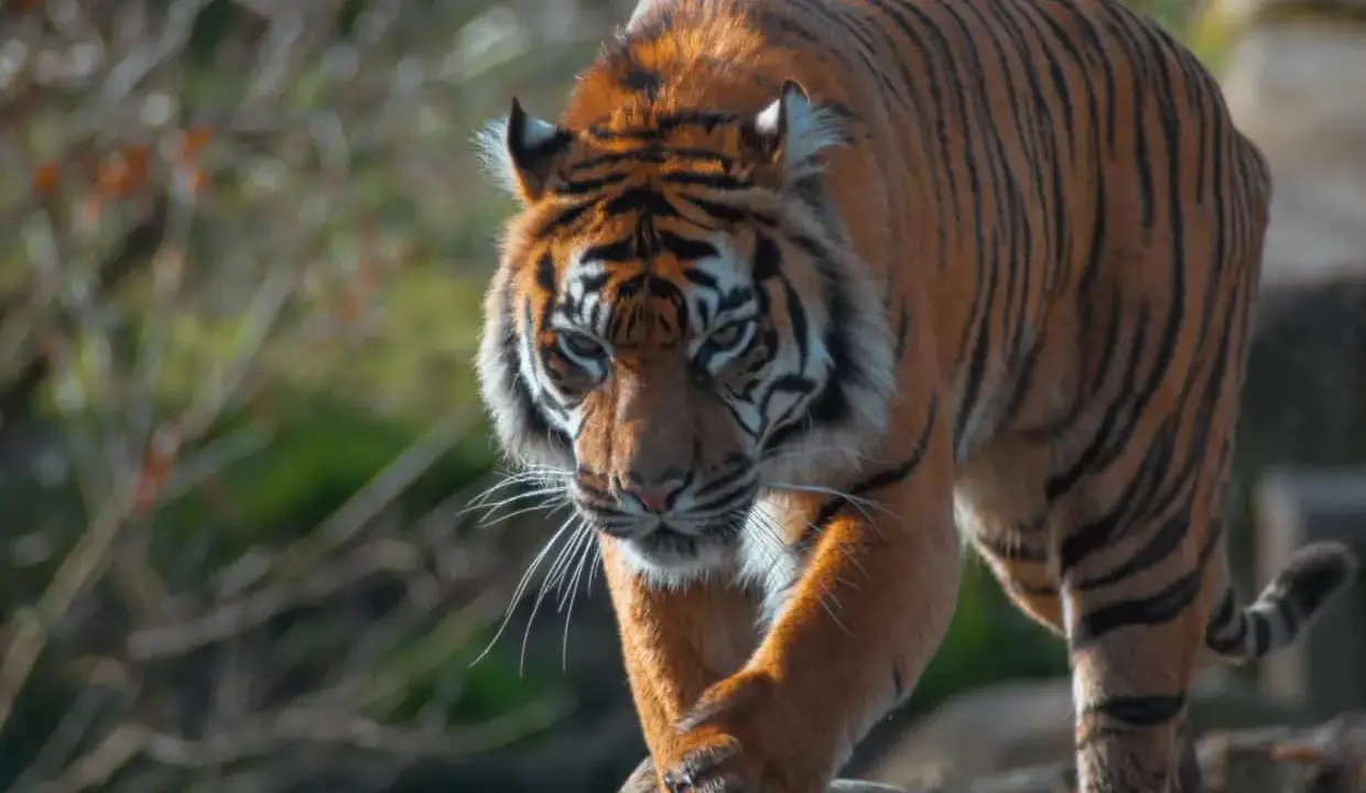 Tygrys w zoo rzym, majestatycznie kroczy po kamieniach, jego pomarańczowe futro lśni w słońcu.