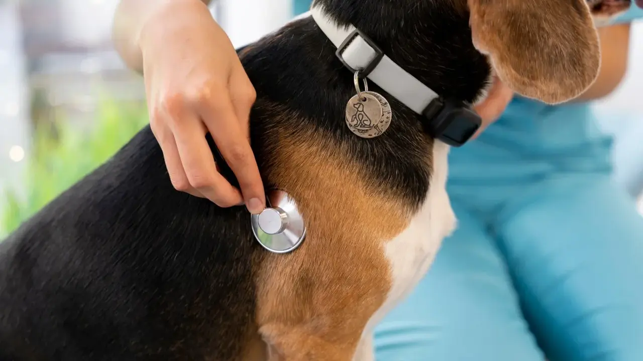 Un vétérinaire examine un chien beagle avec un stéthoscope, vérifiant s'il y a une tique.