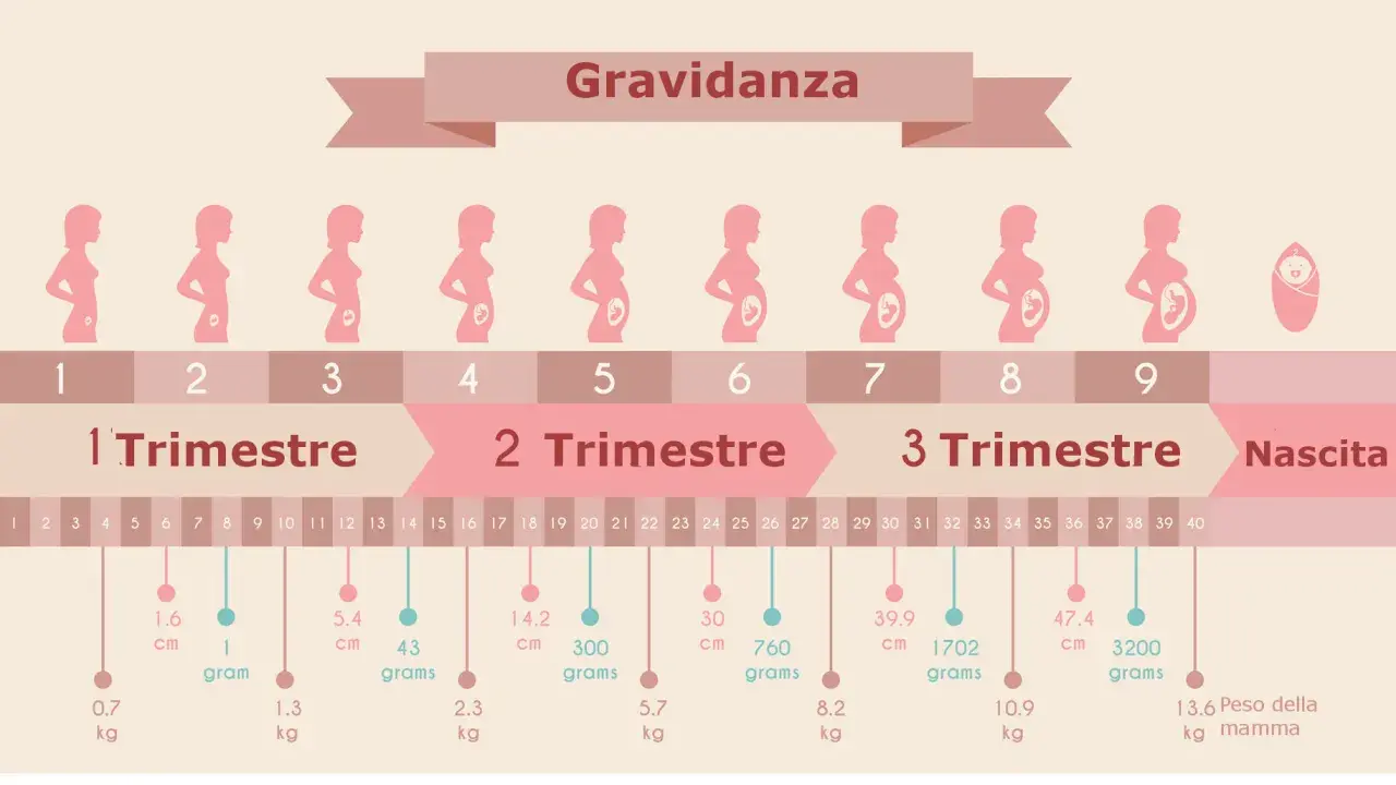Illustrazione dei mesi gravidanza, con sagome di donne incinte e dati su crescita del feto.